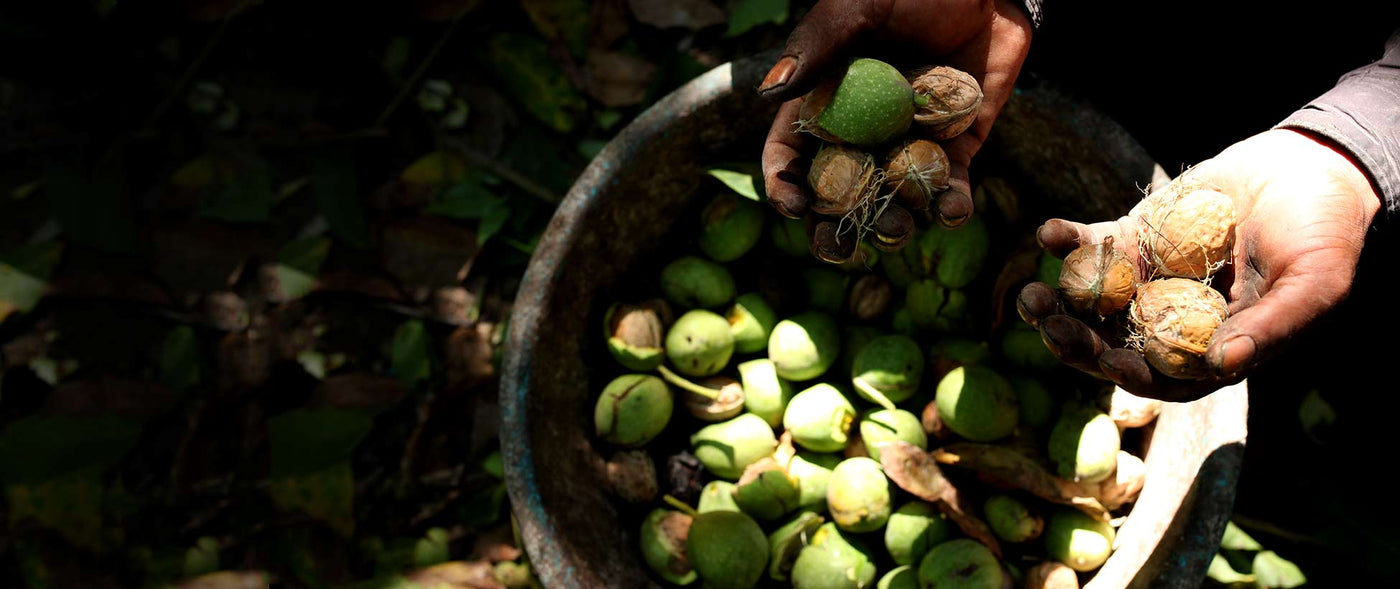 Kashmiri Walnuts The Nutty Jewel of Kashmir