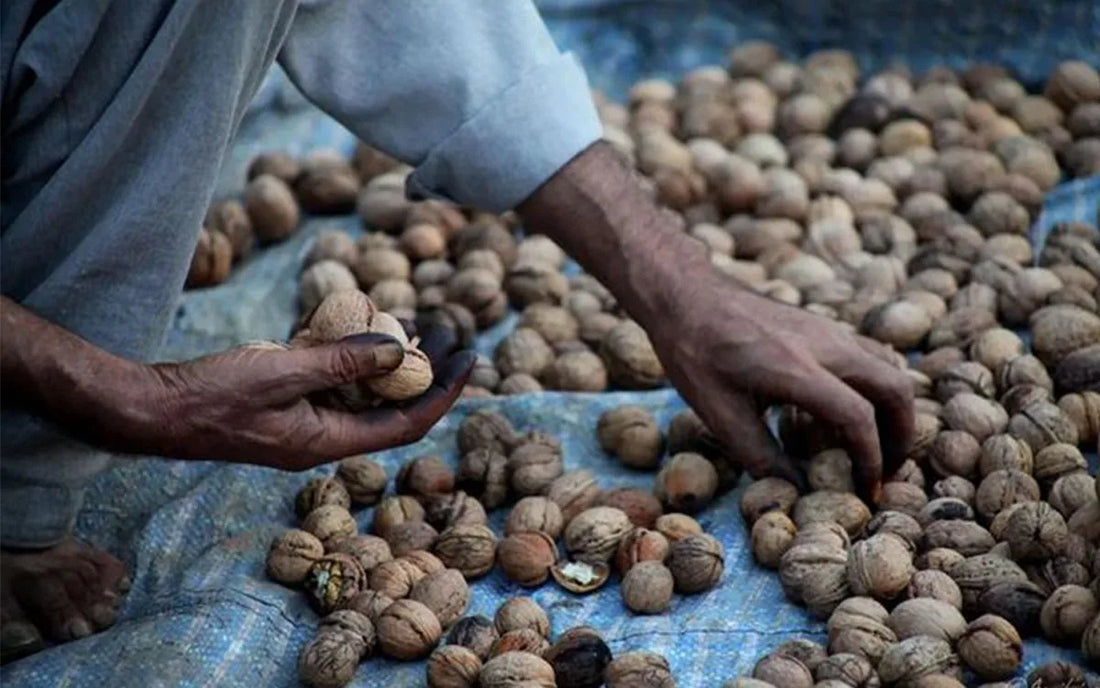 Kashmiri Premium Walnuts